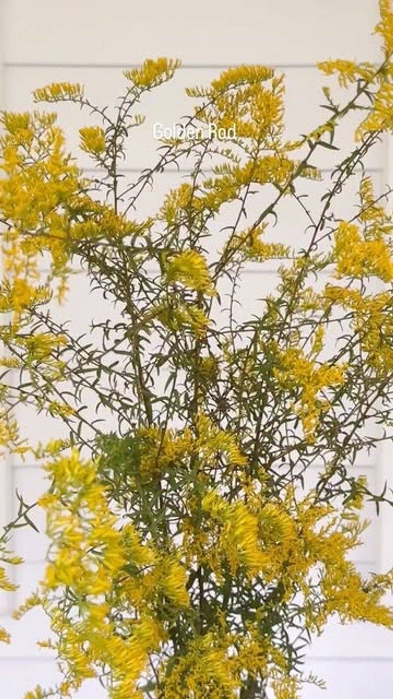 Goldenrod