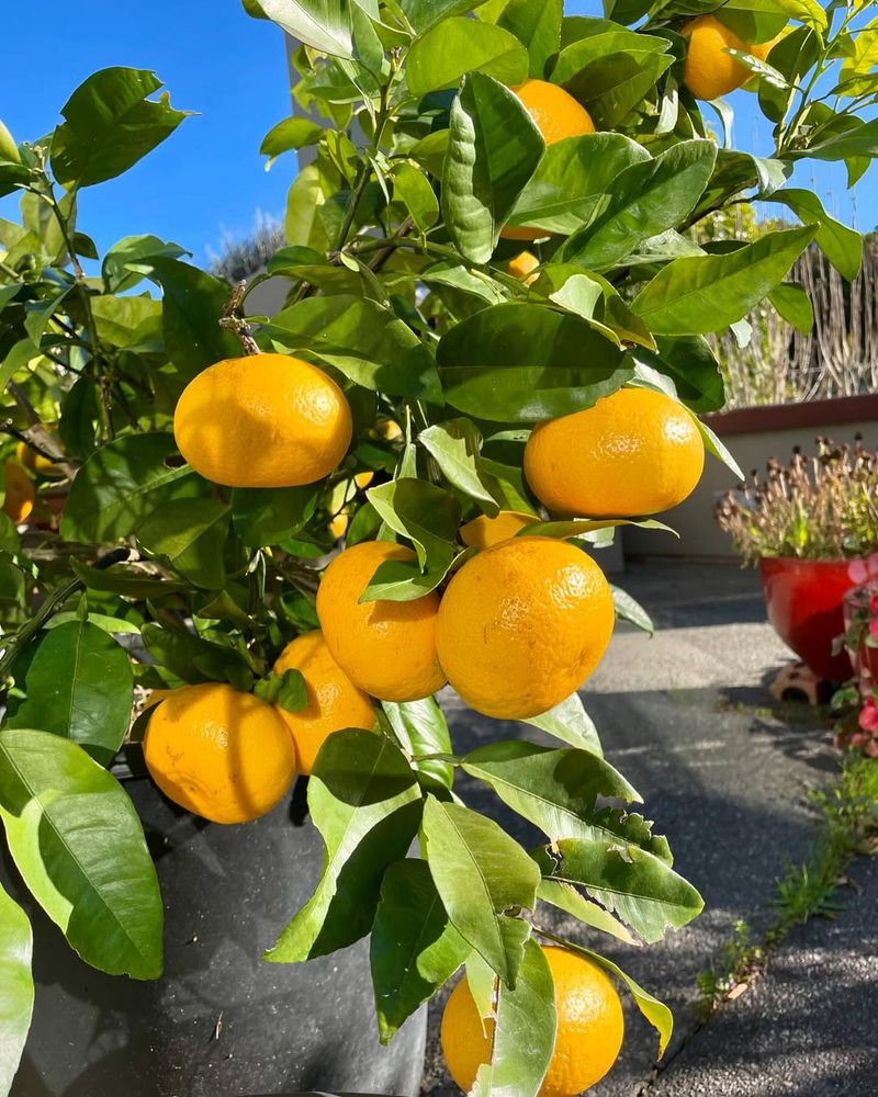 Grapefruit Tree