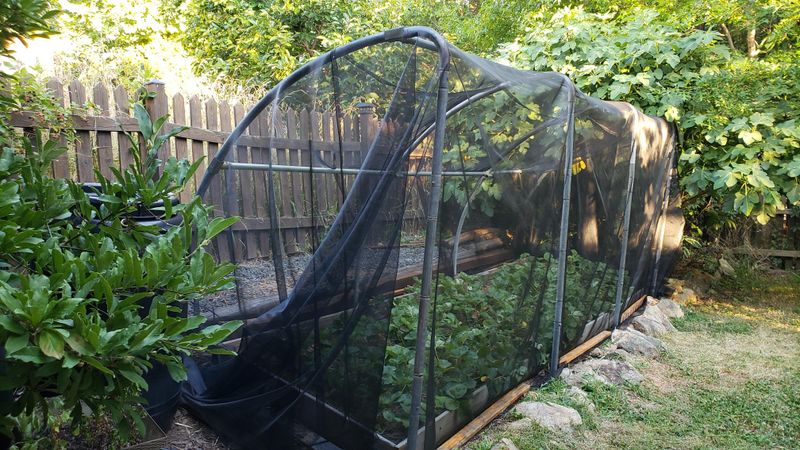 Greenhouse in a Trampoline