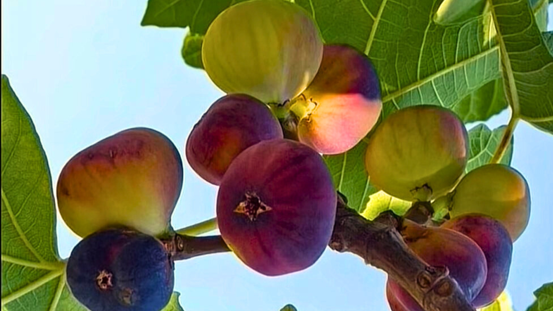 fig tree