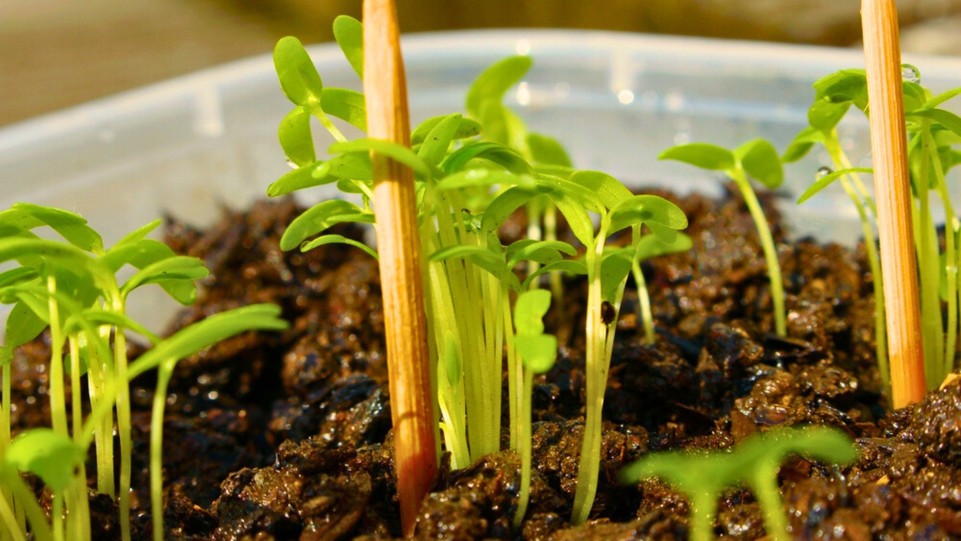 growing herbs indoors