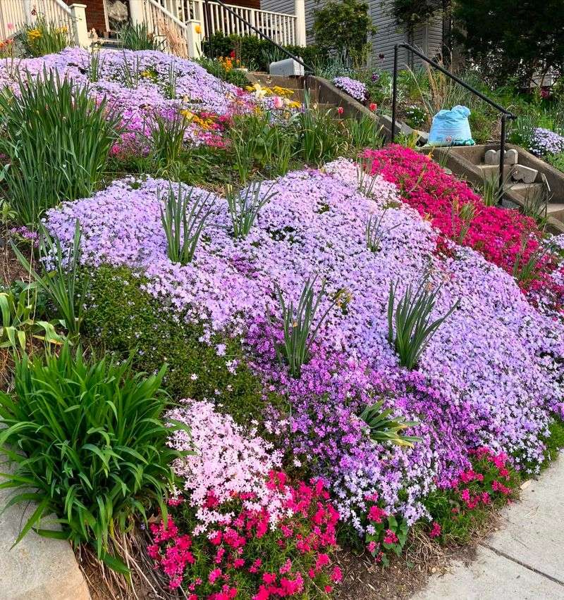 Moss Phlox