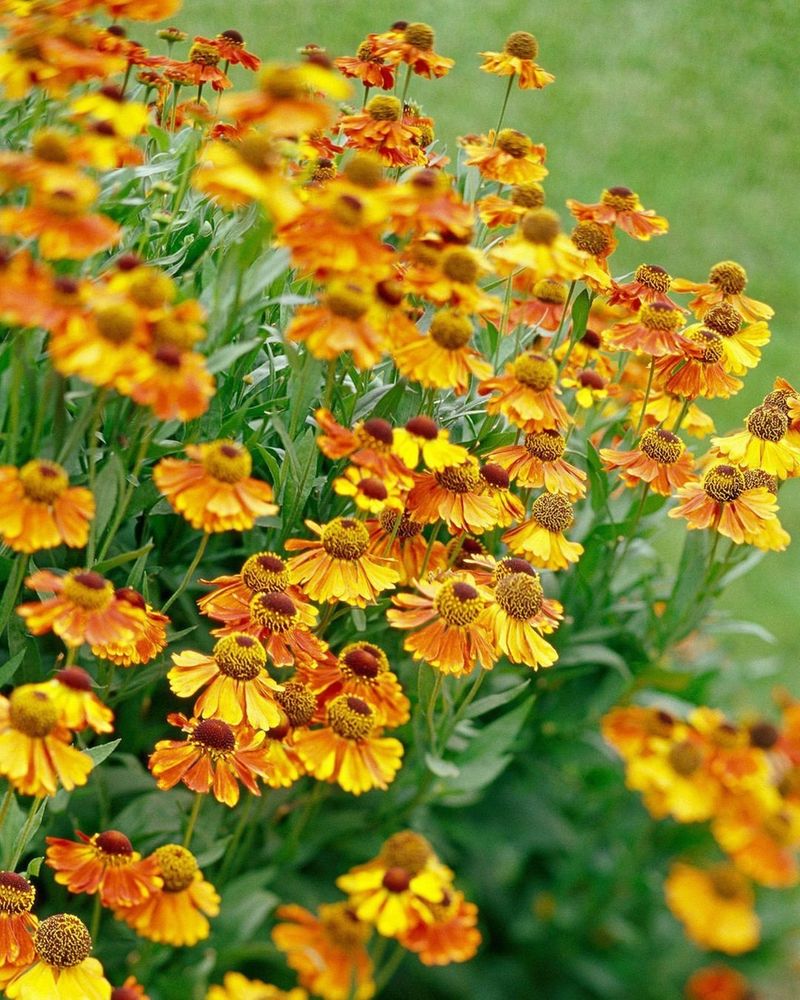 Helenium (Sneezeweed)