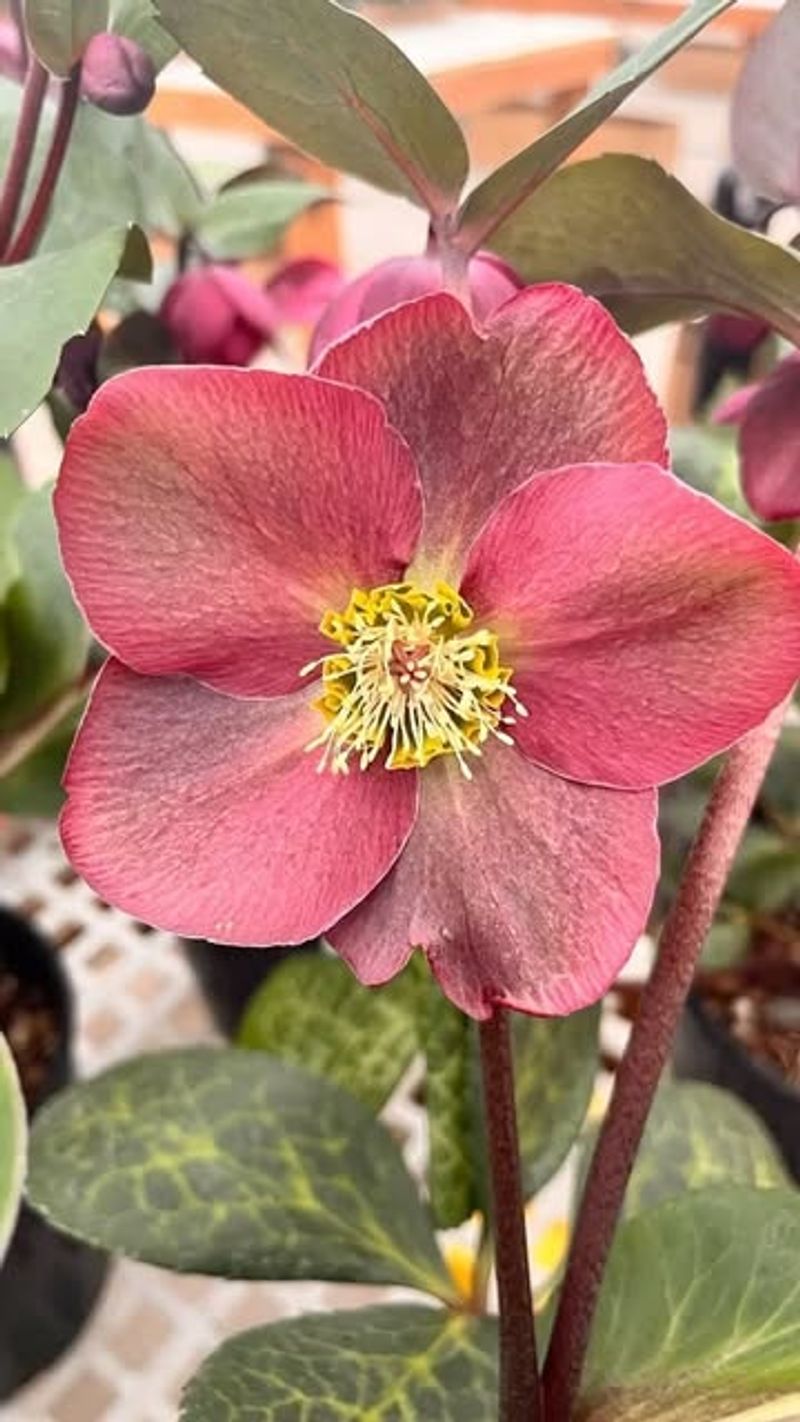 Hellebore