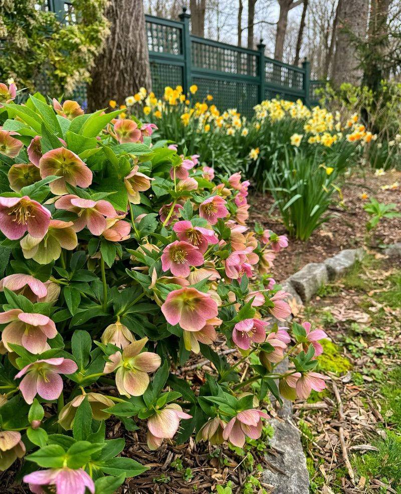 Hellebores