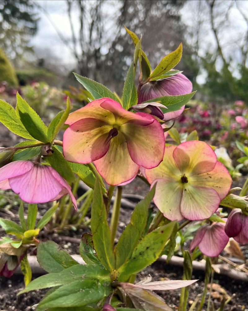 Hellebores