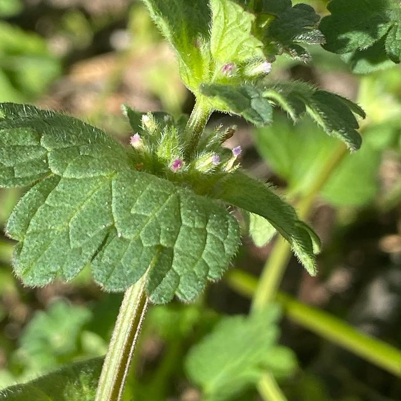 Henbit