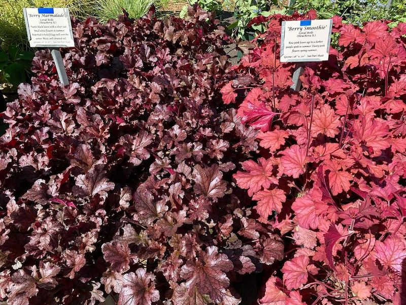 Heuchera