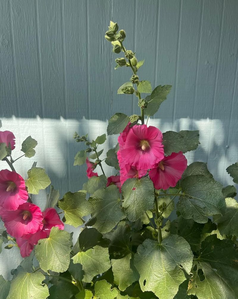 Hollyhock