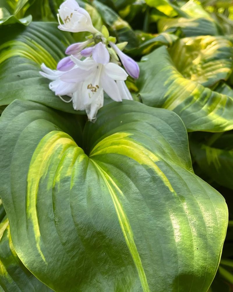 Hosta