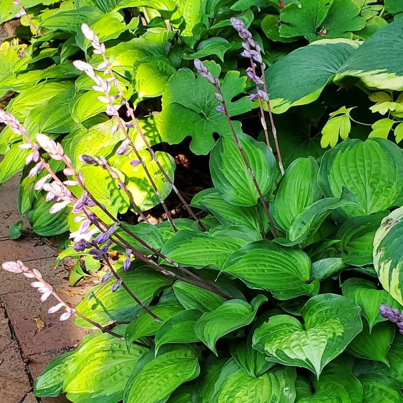 Hostas