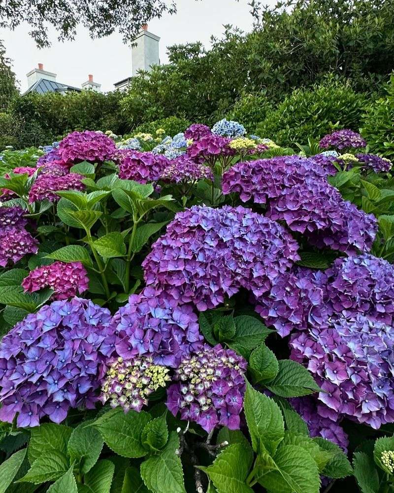 Hydrangea