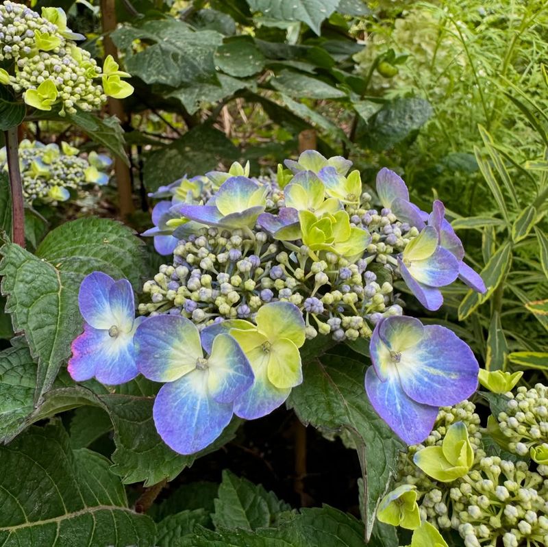 Hydrangea