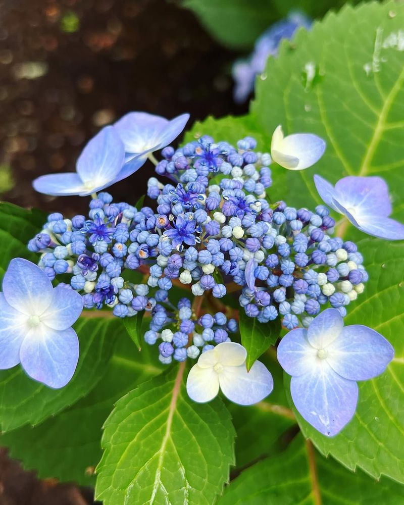 Hydrangea