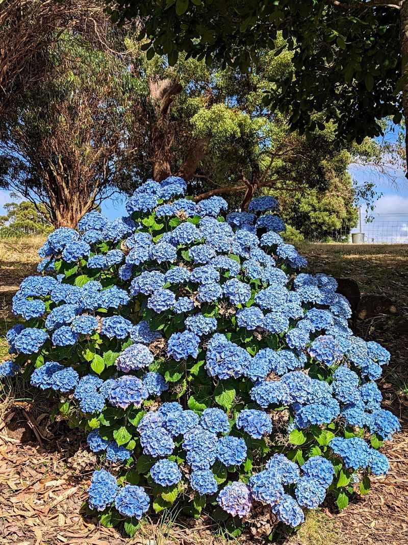 Hydrangea