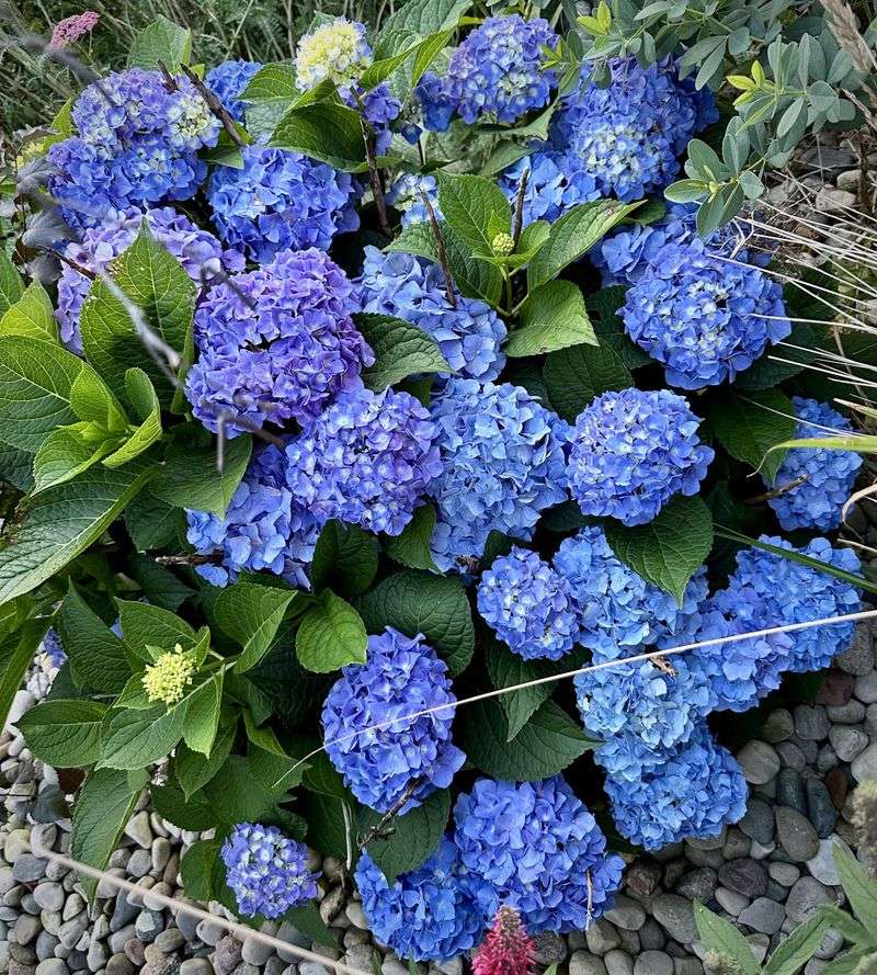 Hydrangeas