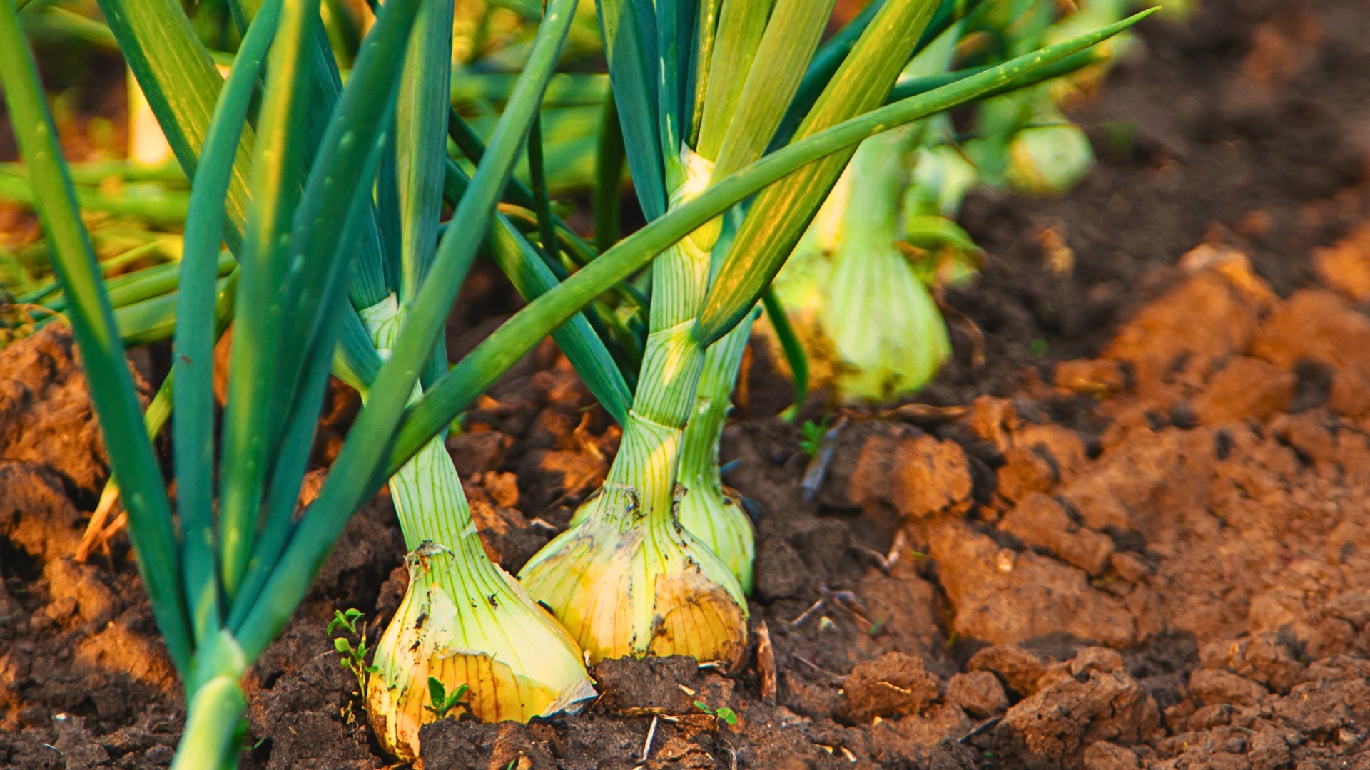 growing onions