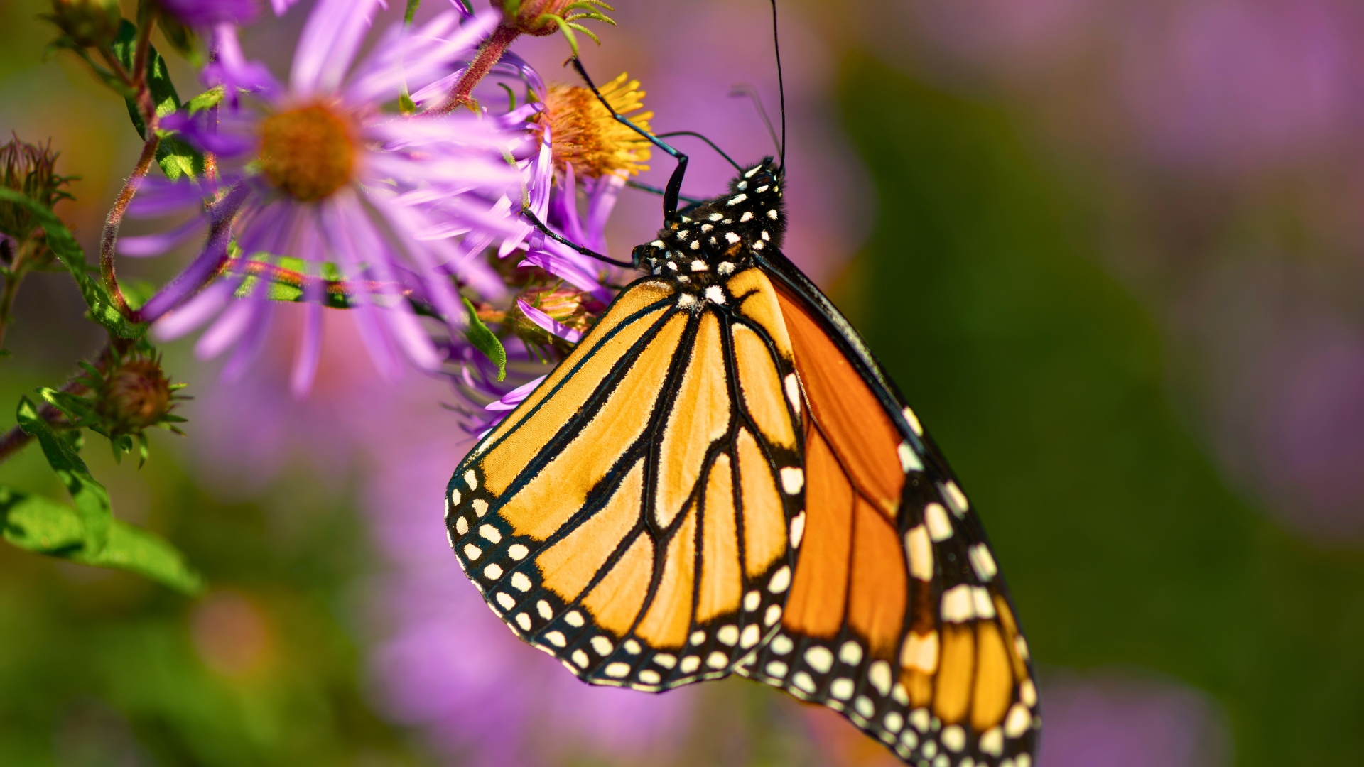 butterfly on the plant