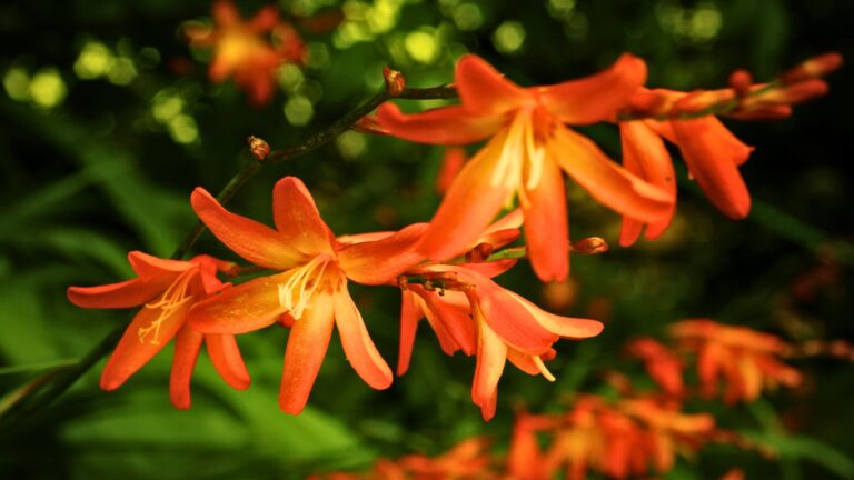 Crocosmia