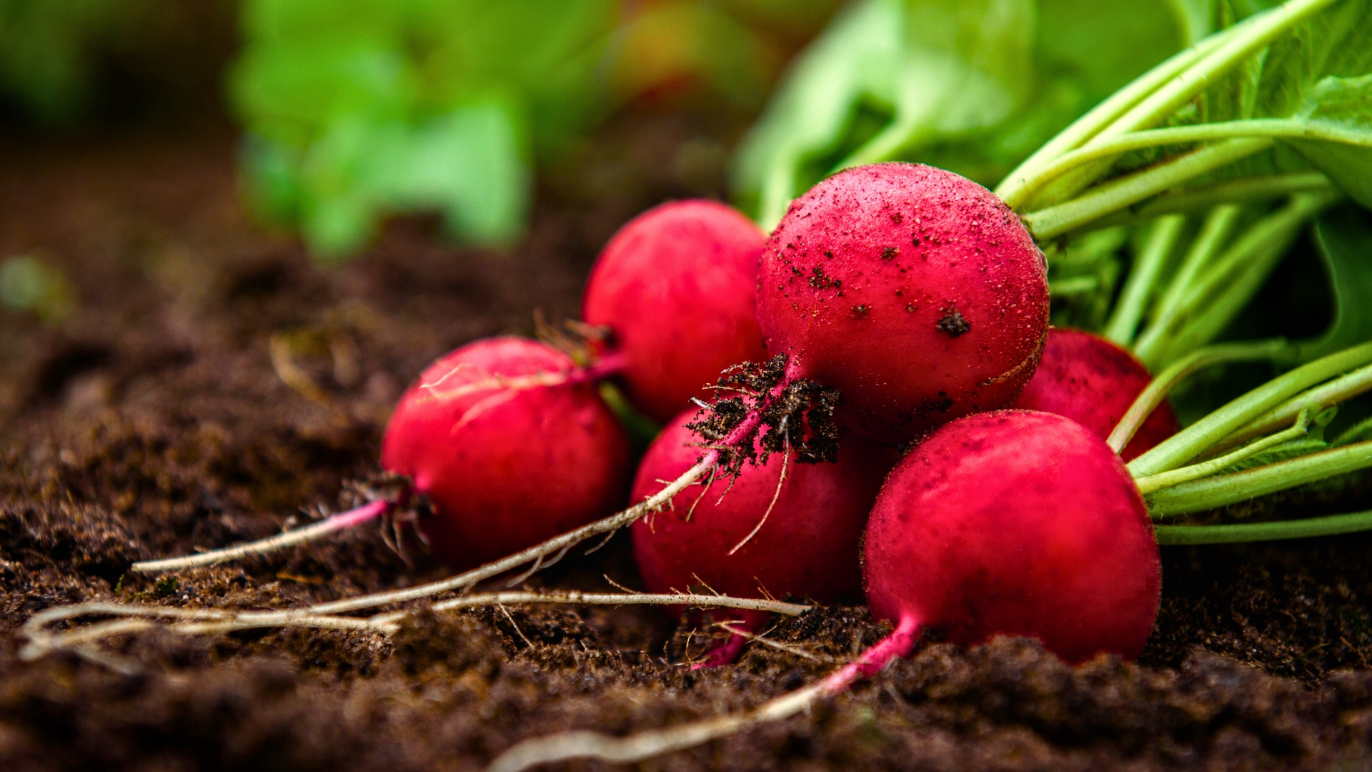 Radishes