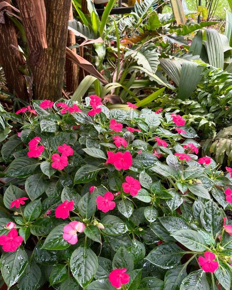 Impatiens