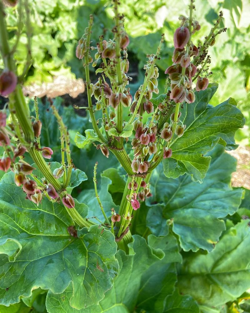 Indian Rhubarb