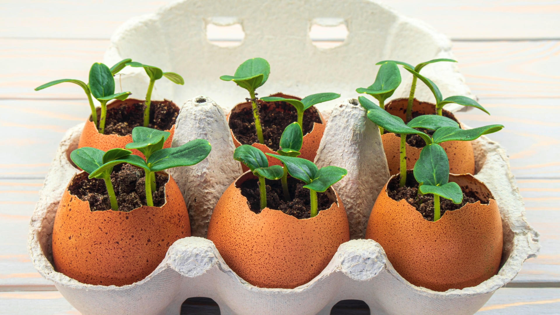 Seedling plants of cucumber in eggshells. Eco gardening. Reuse. Concept of environmentally friendly living. Plastic free, zero waste concept. Springtime. Easter.