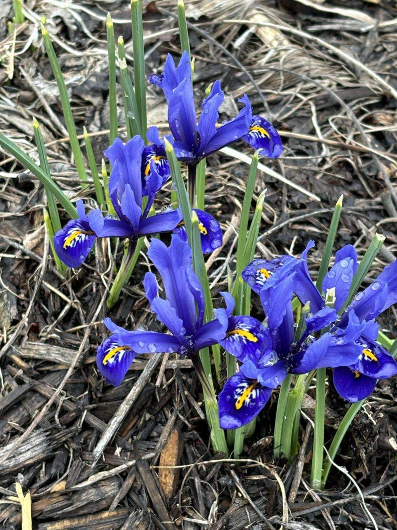 Iris Reticulata