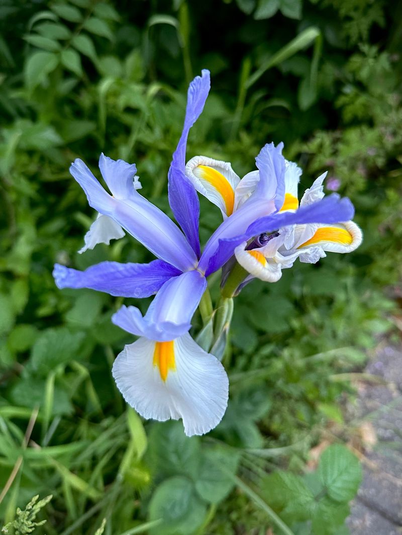 Iris