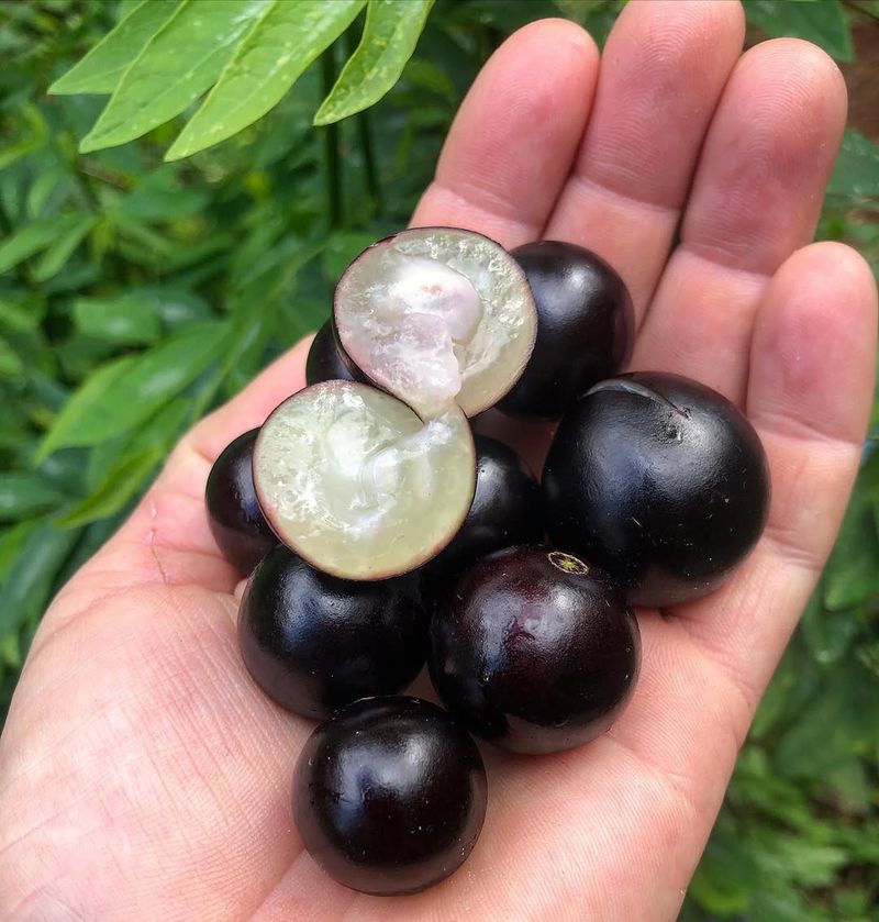 Jabuticaba