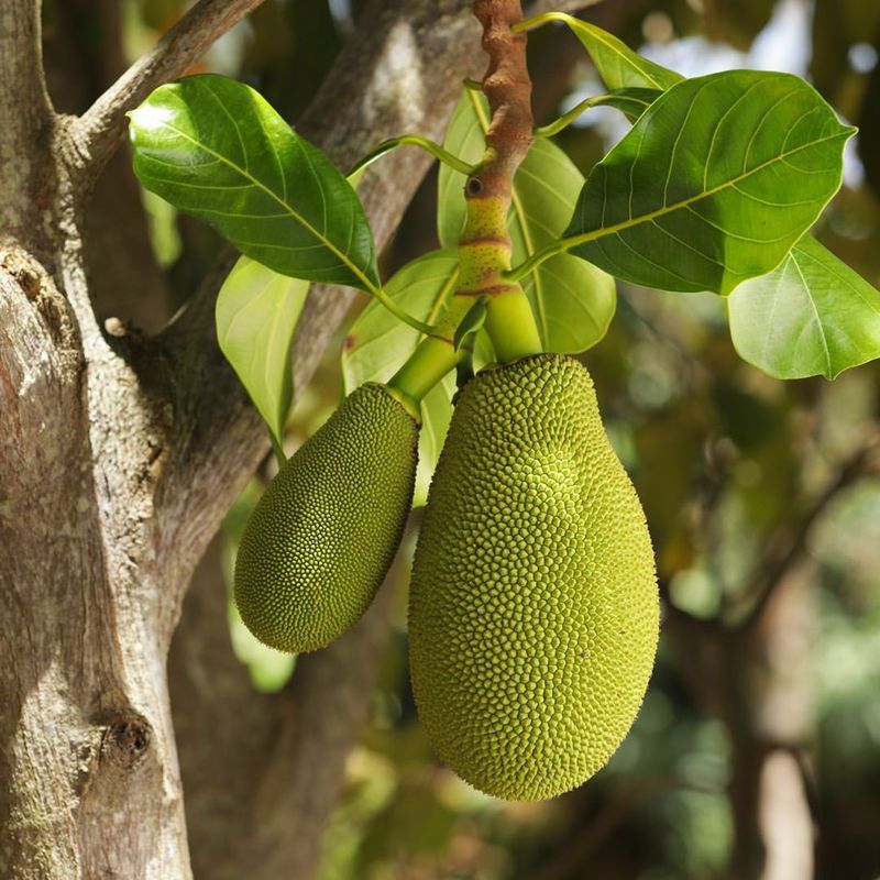 Jackfruit