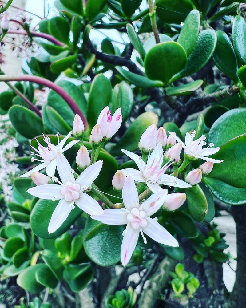 Jade Plant