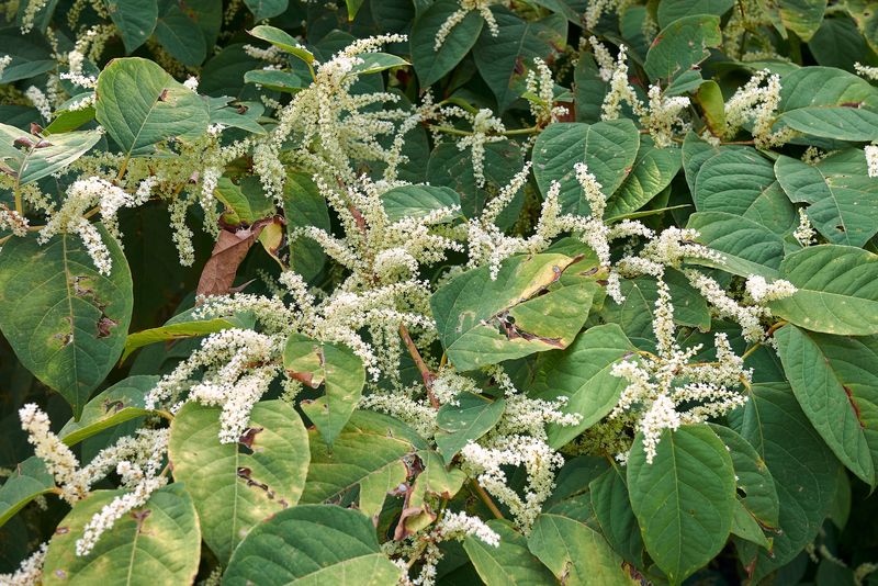 Japanese Knotweed