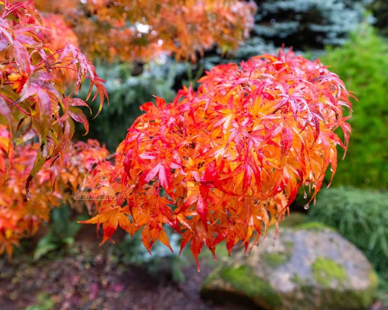 Japanese Maple