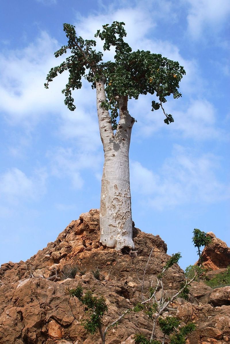 Socotra Cucumber Tree