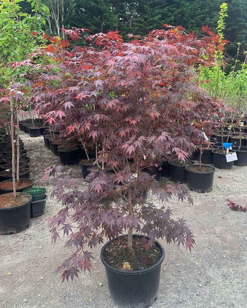 Japanese Maple