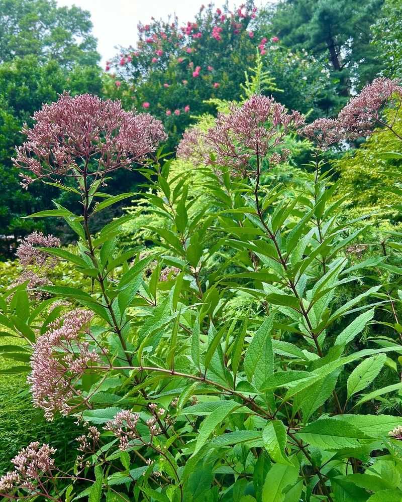 Joe Pye Weed