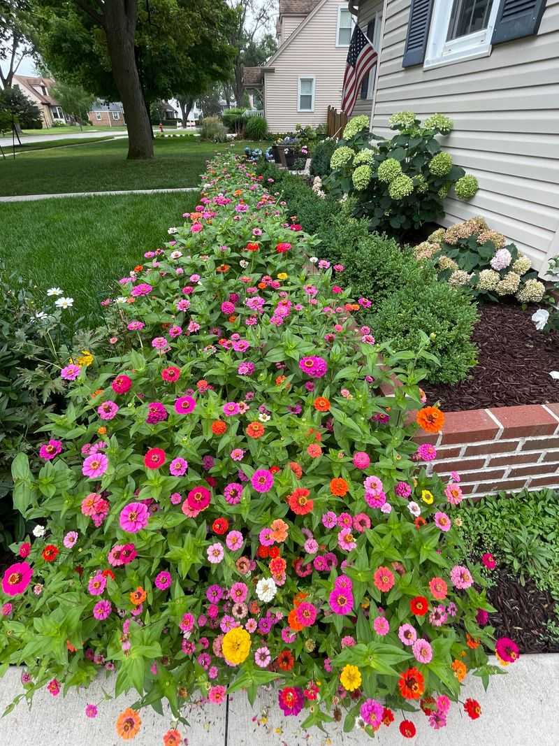 Dwarf Zinnia