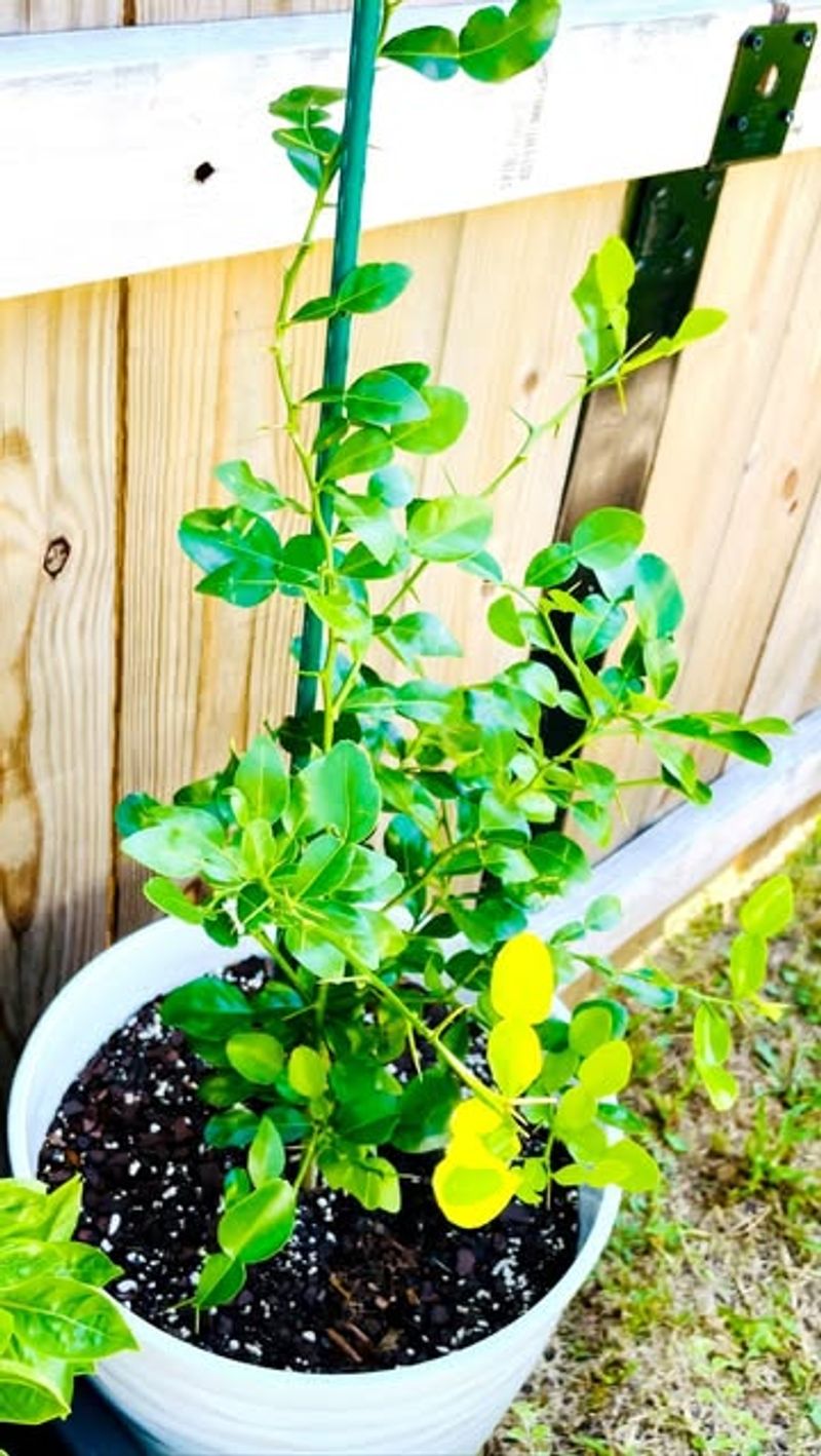 Kaffir Lime Tree