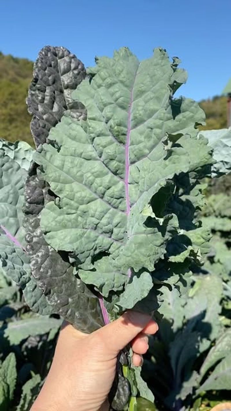 Kale