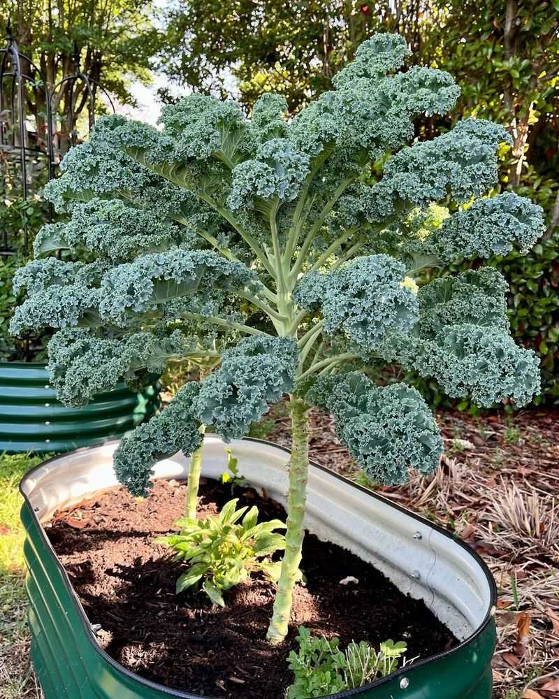 Kale