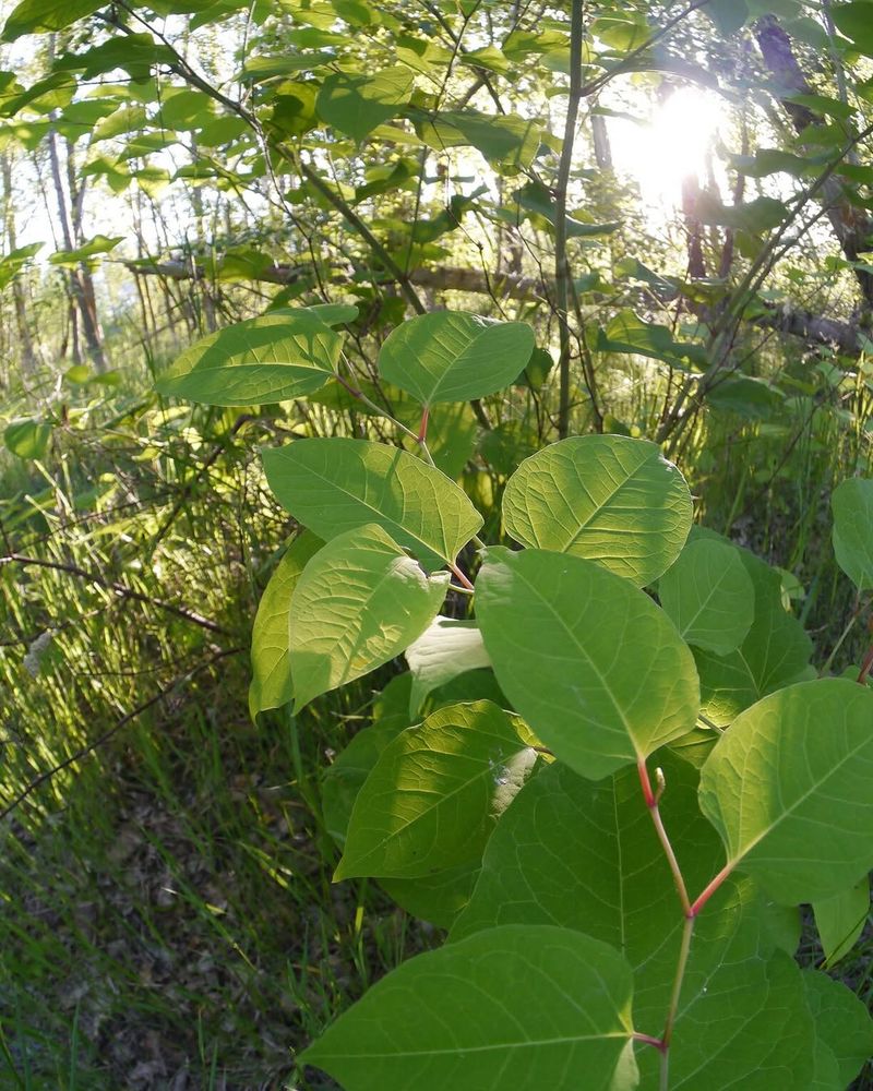 Knotweed