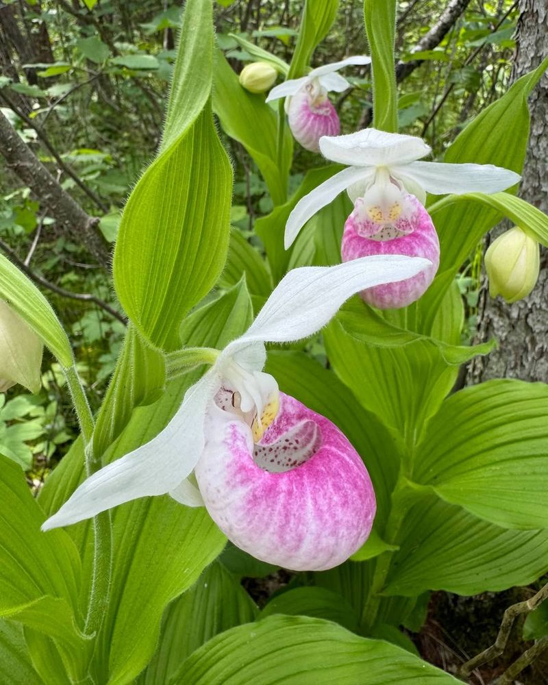 Lady's Slipper