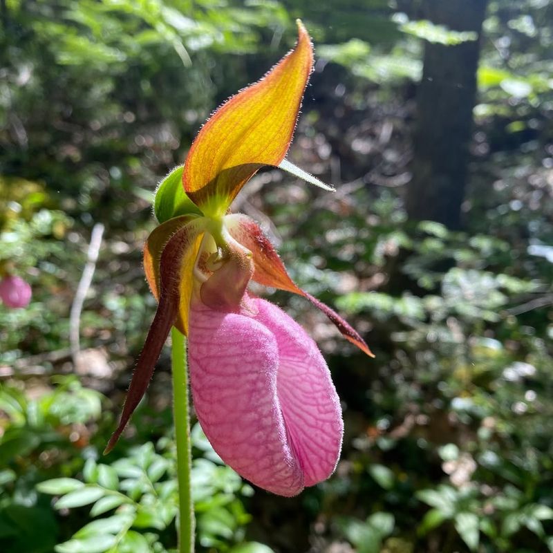 Lady Slipper Orchid