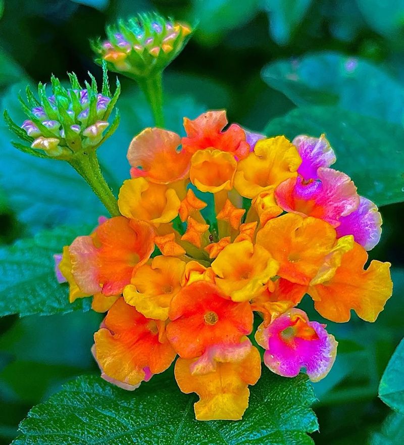 Lantana