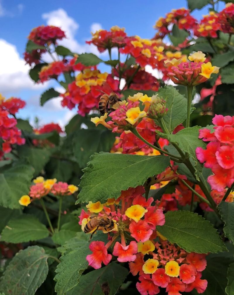 Lantana