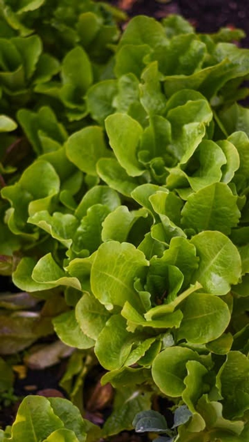 Leaf Lettuce