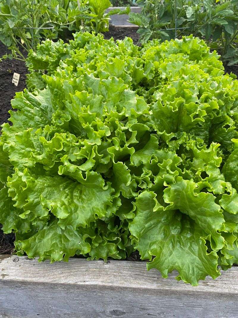 Leafy Lettuce