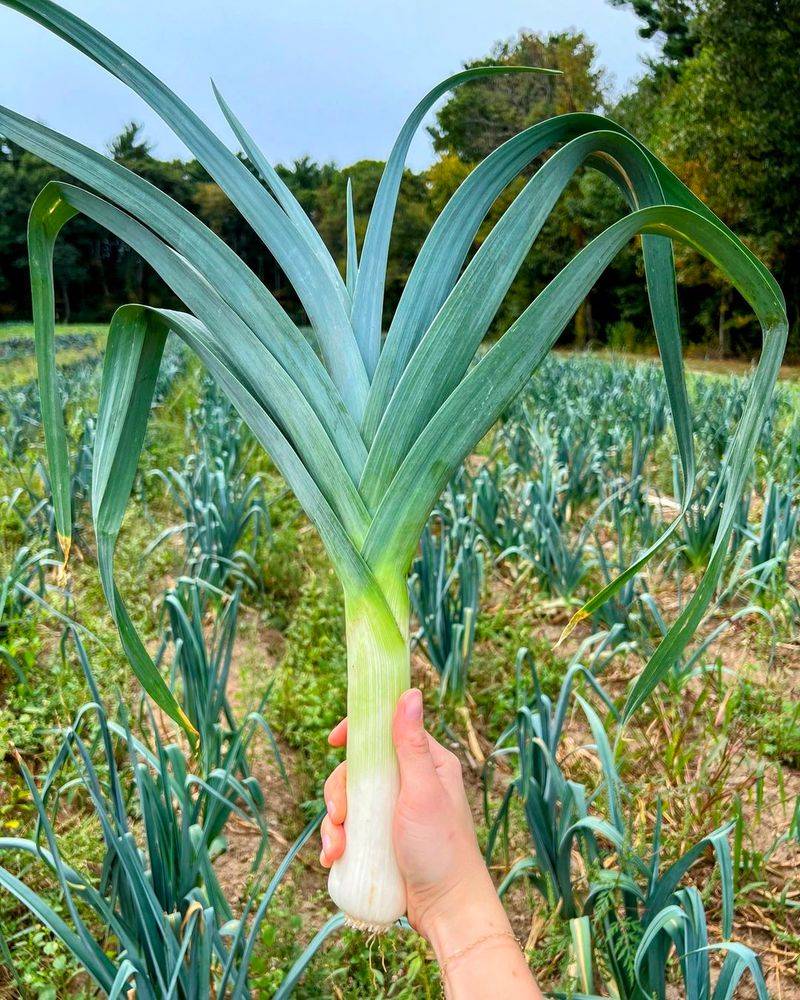 Leeks