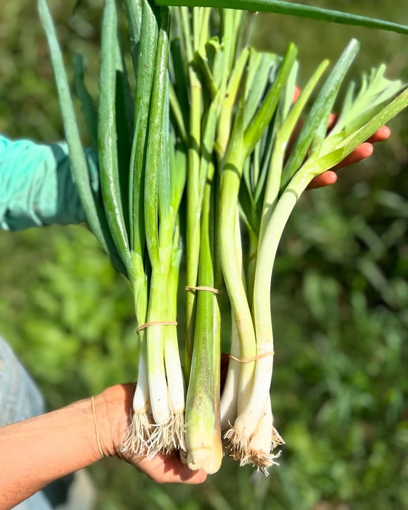 Leeks